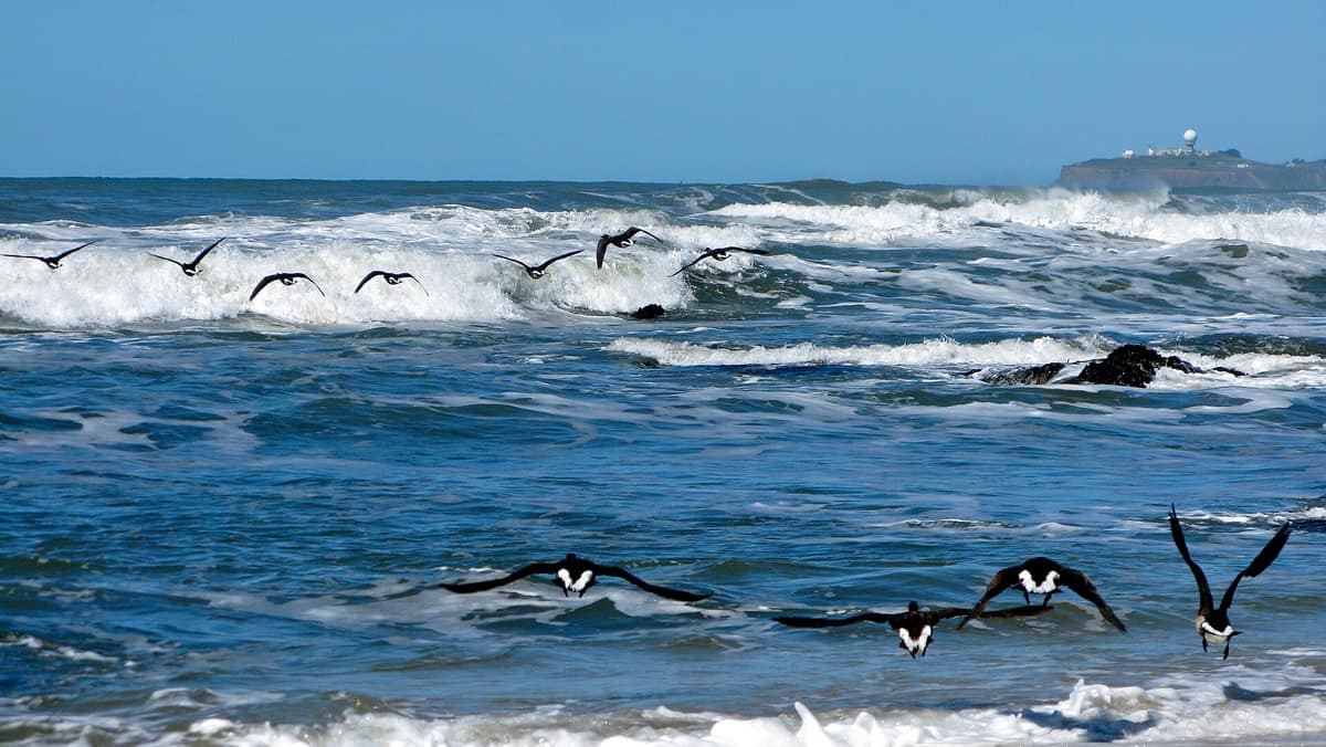 Wave Riders (4434630158)