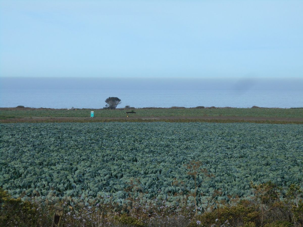 Green farm fields running down to the ocean