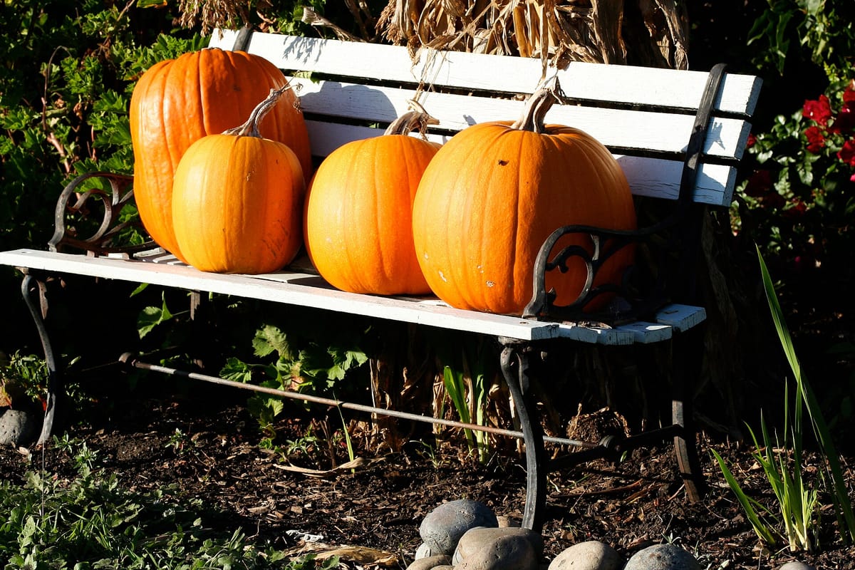Pumpkin Line-up (1994555291)