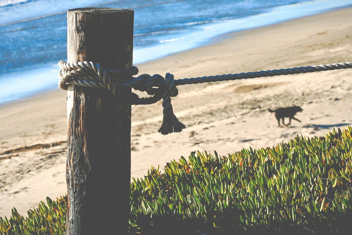 Running at the Beach, Half Moon Bay (1994400921)