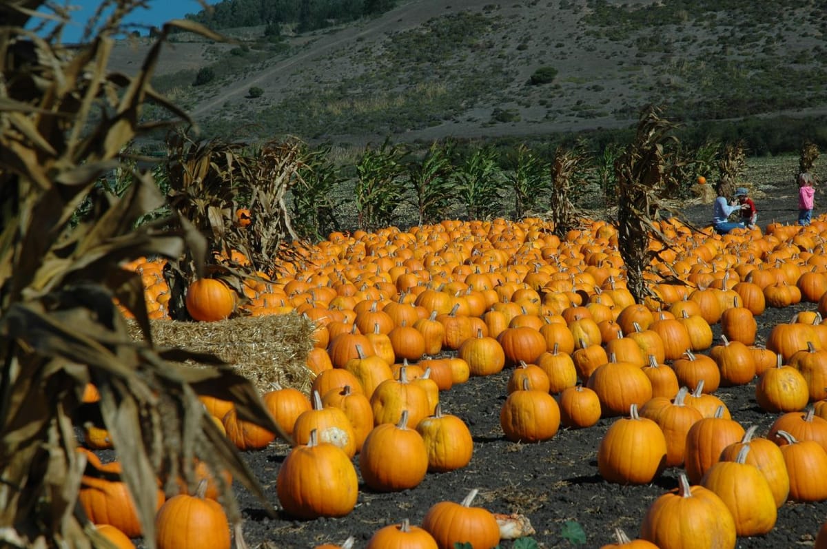 Pumpkin Patch