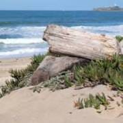 Driftwood Body Healing